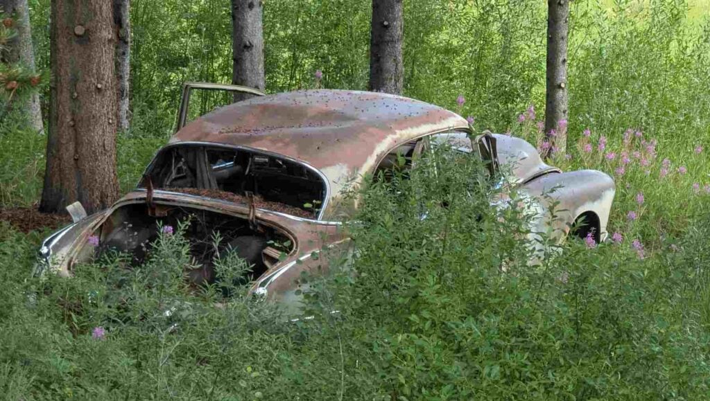 A rusted out 1950s Buick overgrown with vegetation in the woods
