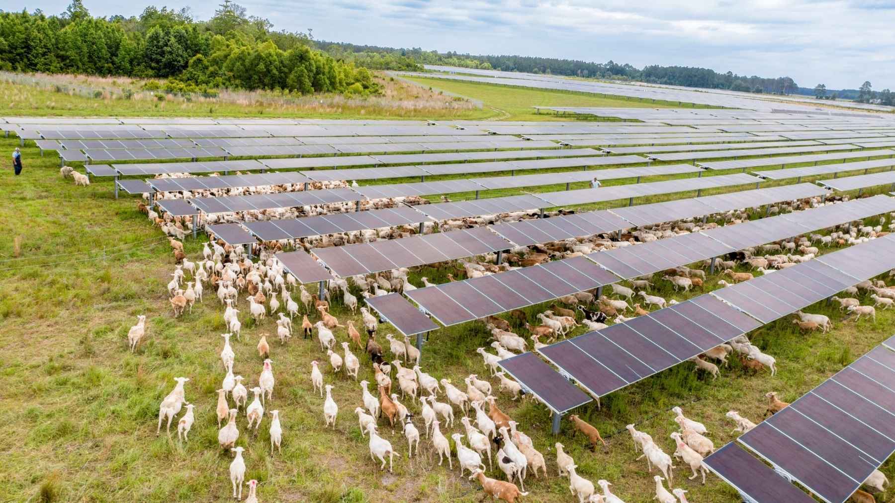 The Same American Dirt That Has Been Feeding Your Ford F-150 With Corn Ethanol for Twenty Years Just Started Charging Your Tesla Instead. The Test Site Is Forty Acres Outside Nashville