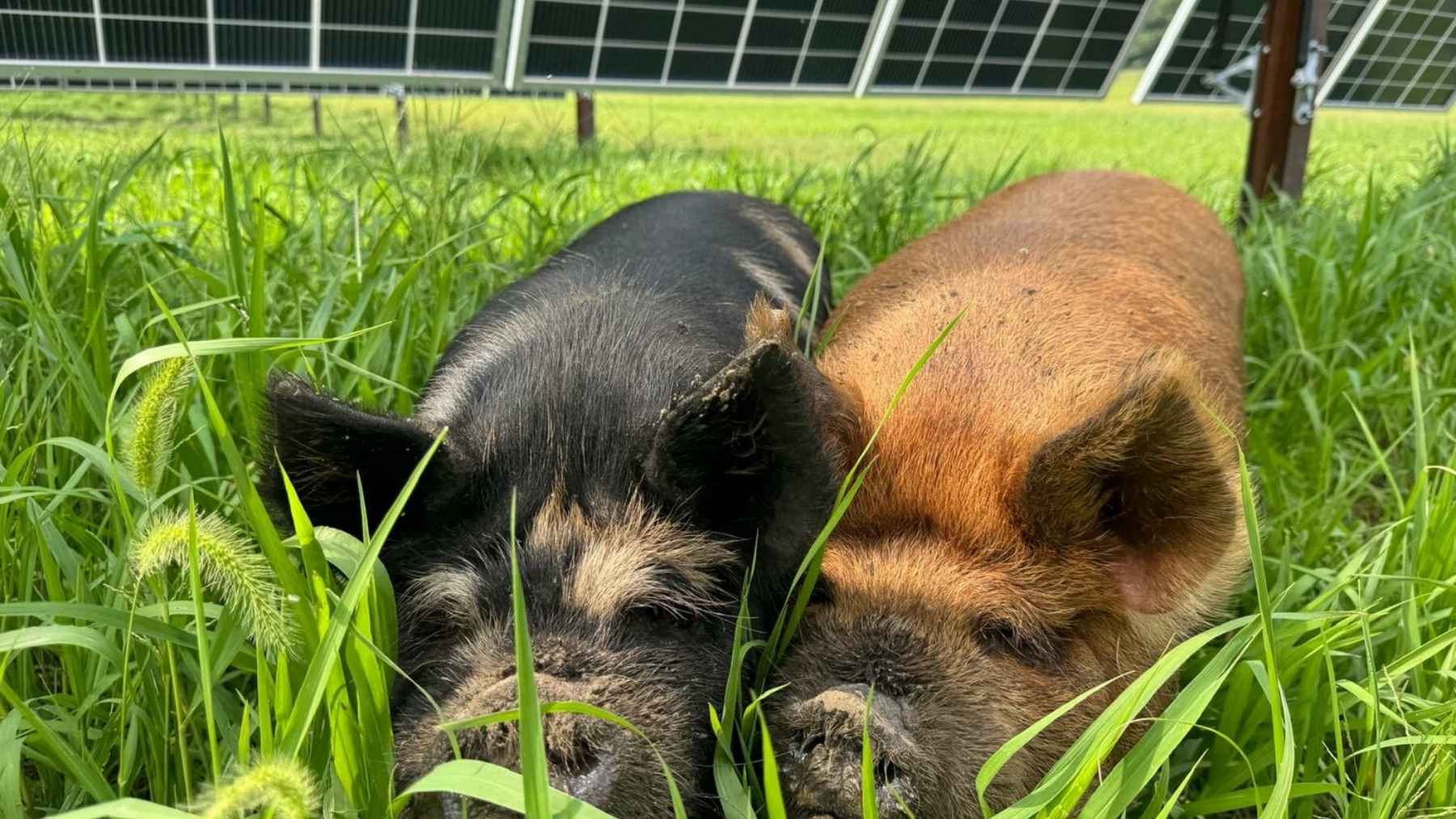 Canada just turned a herd of pigs loose between the rows of a solar farm, a breed picked because it grazes weeds along the surface instead of digging up the wiring, cleaning up what the sheep skip under 109,000 panels outside Calgary