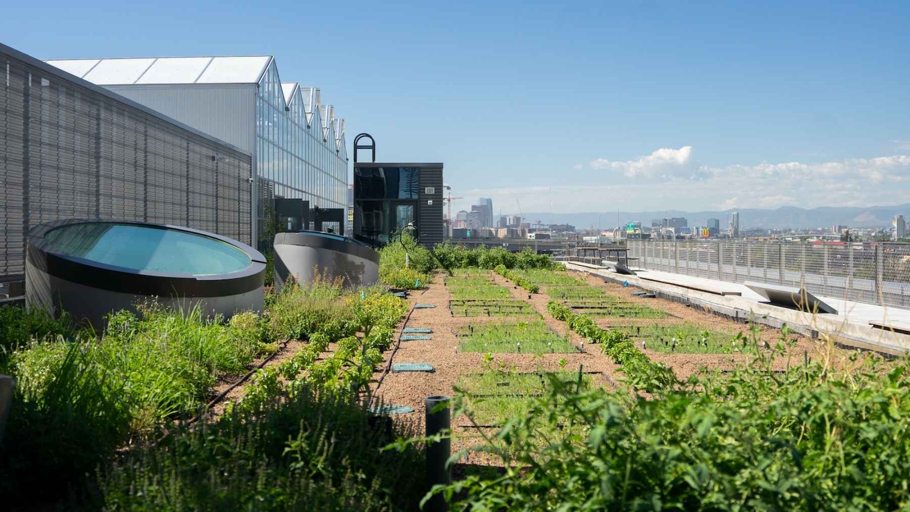 A Colorado lab bolted 115 solar panels over a Denver rooftop and grew saffron underneath, and the plots in the shade threw twice the flowers of the ones in the open, because that glass passes 40% of the light