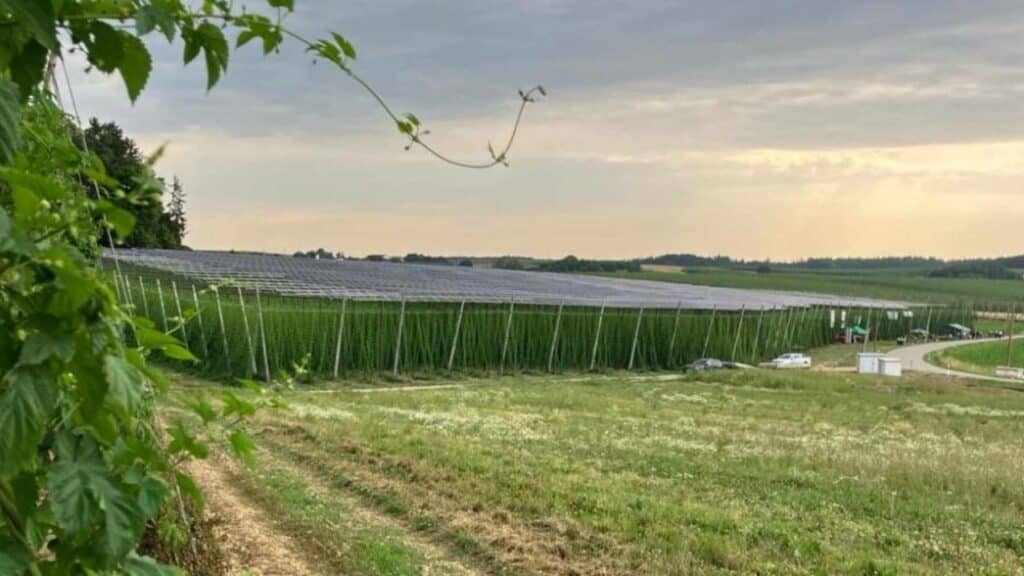 Hallertau hop yard solar panels agrivoltaic