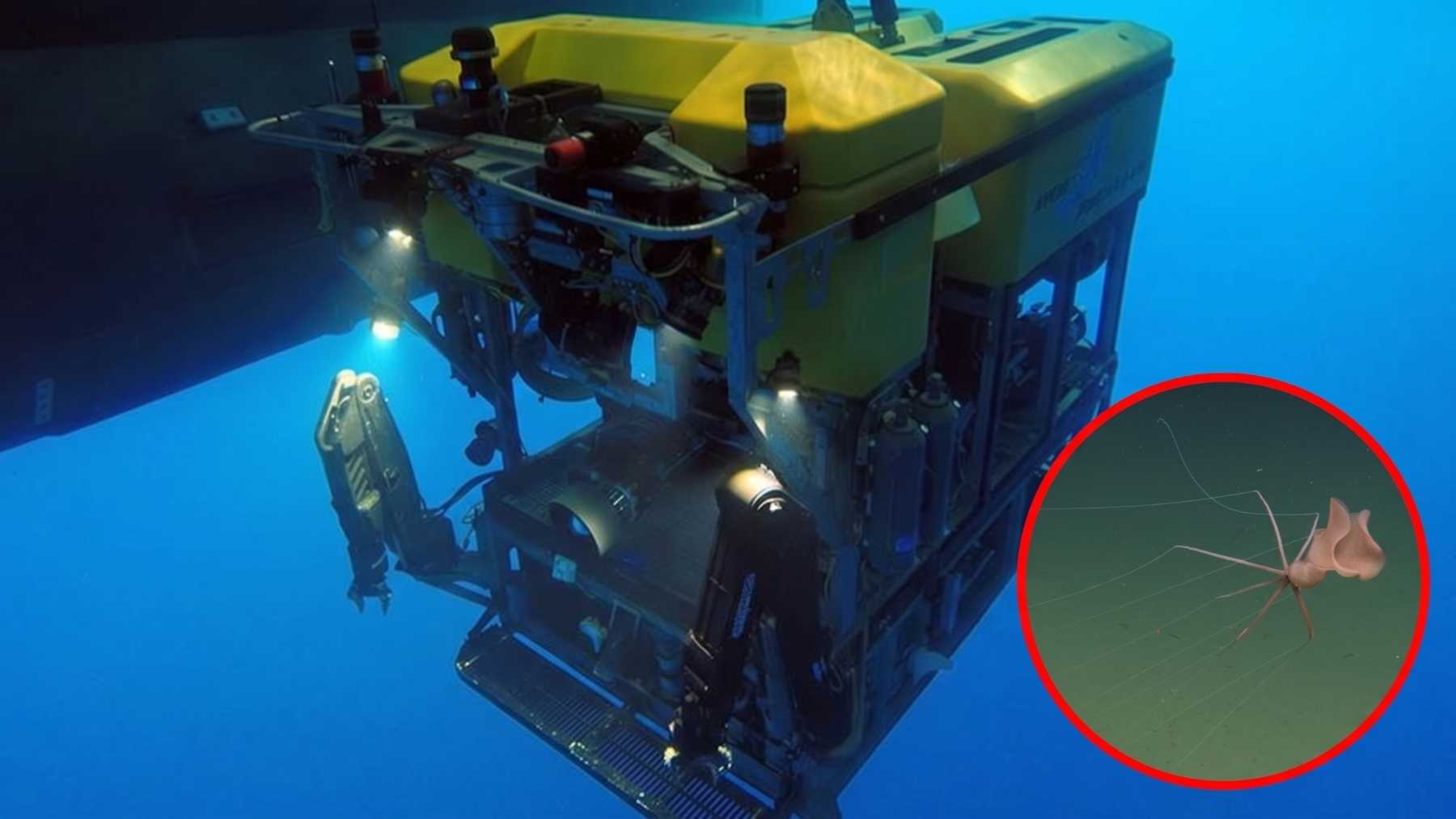 A 10,500-pound underwater drone two miles down off California put three lasers on a squid that’s been seen about 70 times in recorded history and measured it at 4.1 feet, because on video a 4-foot squid 10 feet away and an 8-foot squid 20 feet away look the same