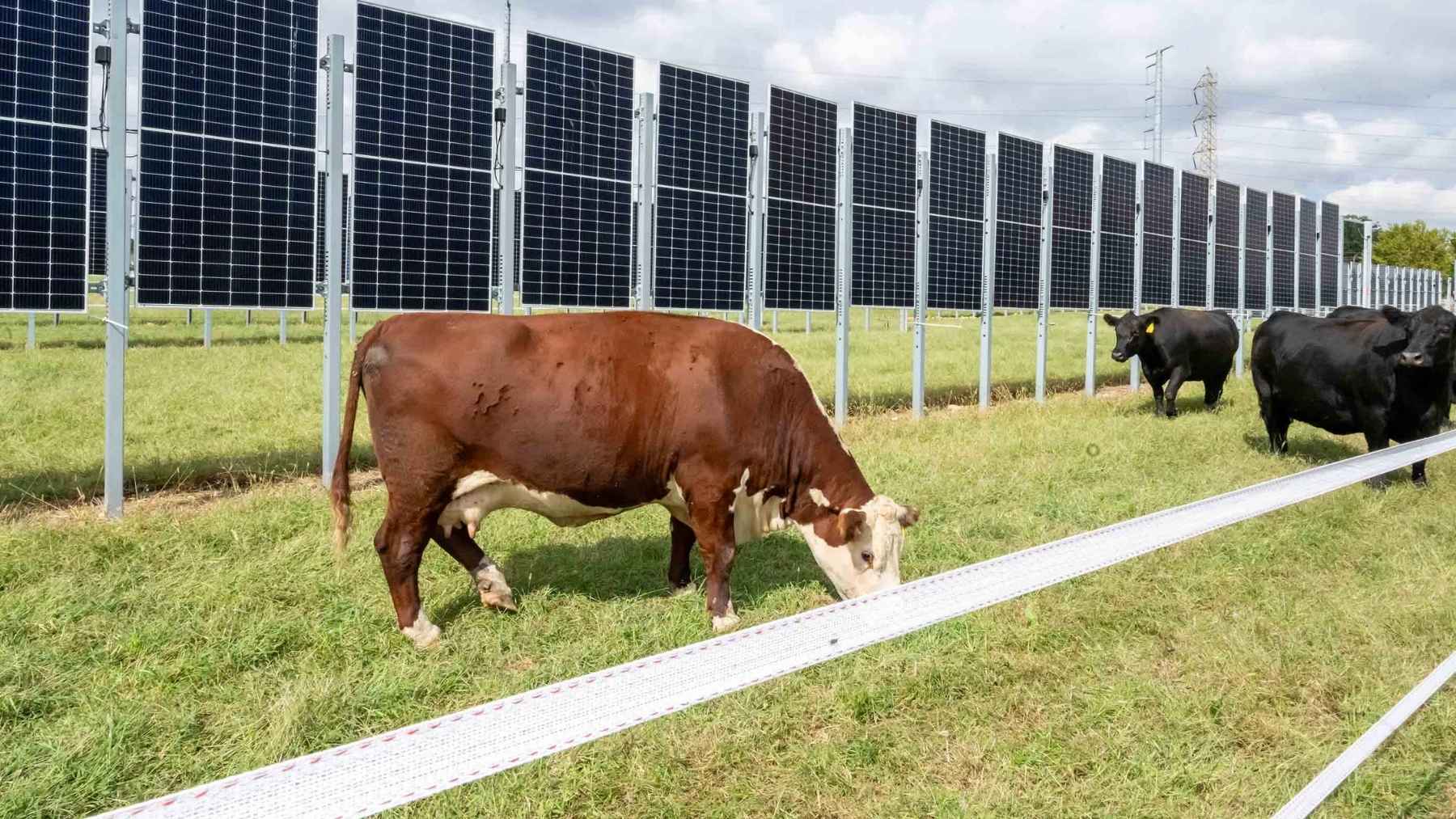 New Jersey stood 378 solar panels dead upright in a cattle pasture, edge-on to the sun, because an upright panel gives you two production humps instead of one noon spike, and six cows are now grazing between the rows with a camera on them every five minutes