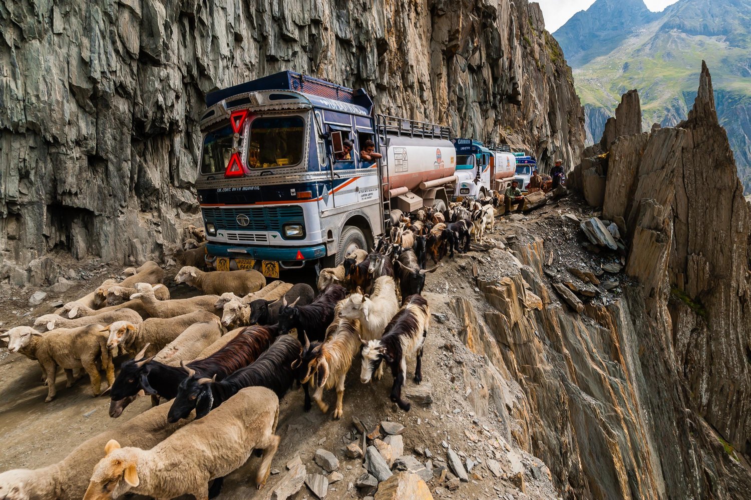 Sheep and goats being herded over the Zojila Pass as a traffic jam idles trucks because of a landslide; Kashmir, Jammu and Kashmir State; India.