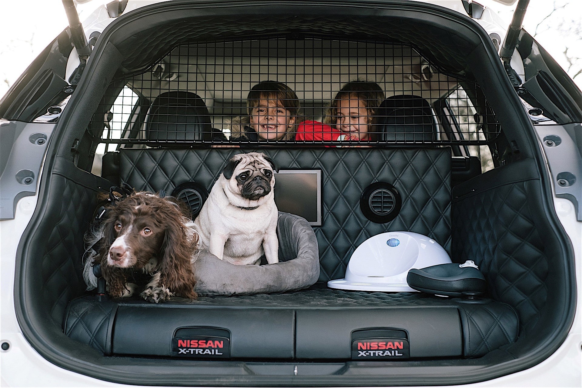 Cómo llevar a las mascotas adentro del auto