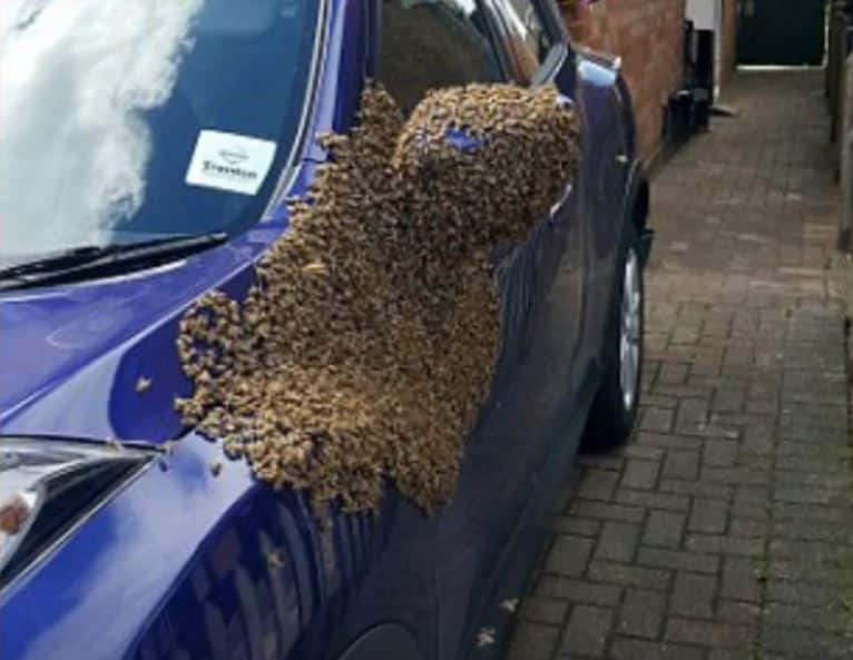 ¿Te imaginas que tu coche se convierte en un panal de abejas gigante? Hay gente con mala suerte…