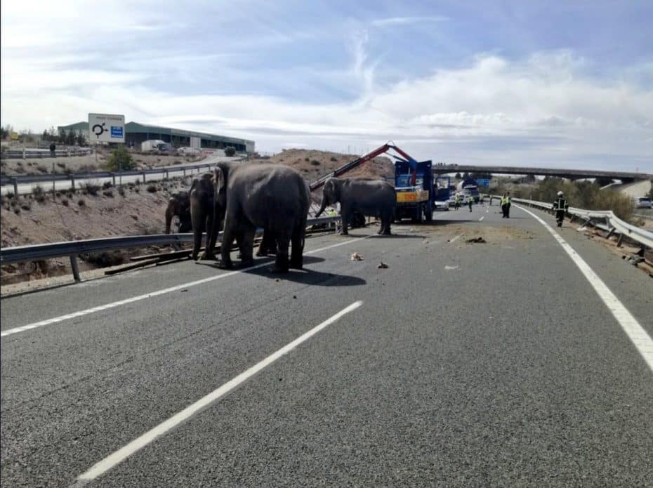 ¿Elefantes sueltos por una autovía en España? Parece una broma… pero es
