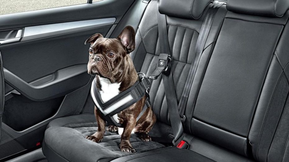 Cómo llevar al perro en el coche (y otras mascotas)
