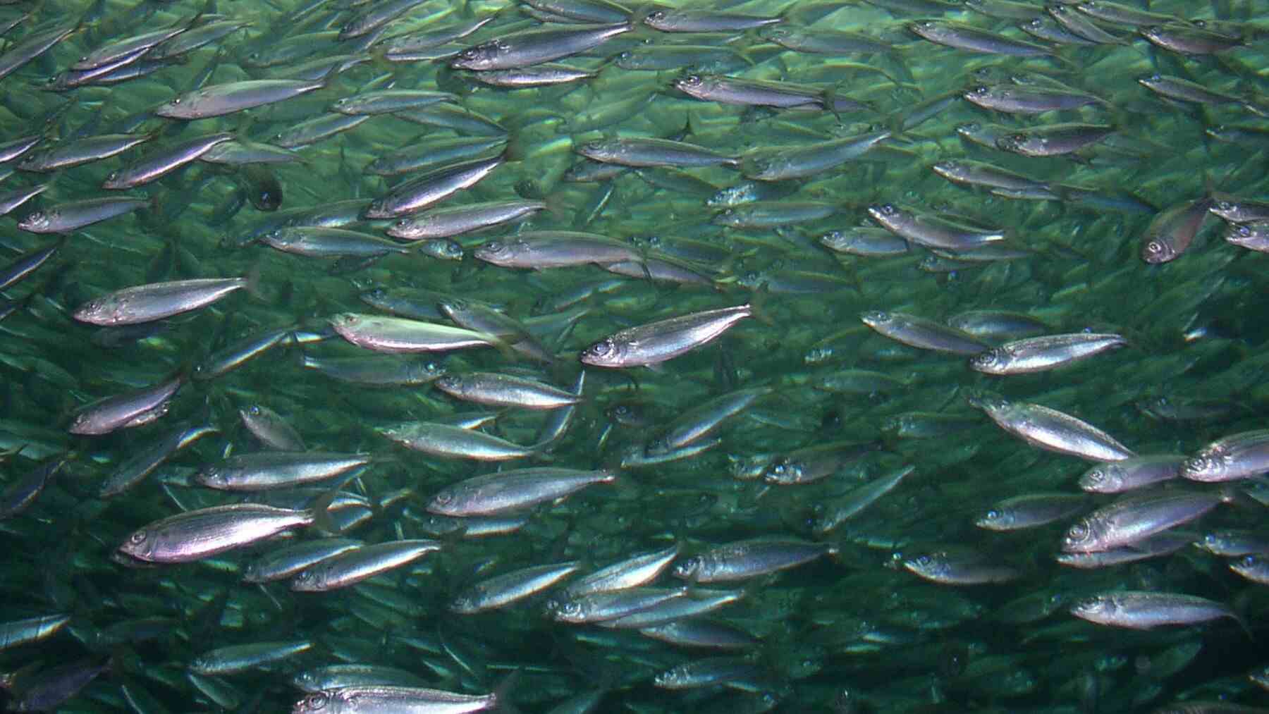 Los pescadores temían que las turbinas arrasaran el fondo del mar y ha pasado justo lo contrario: dos mil estudios confirman que los cimientos de los molinos marinos se han vuelto un arrecife con hasta 1,6 veces más peces alrededor