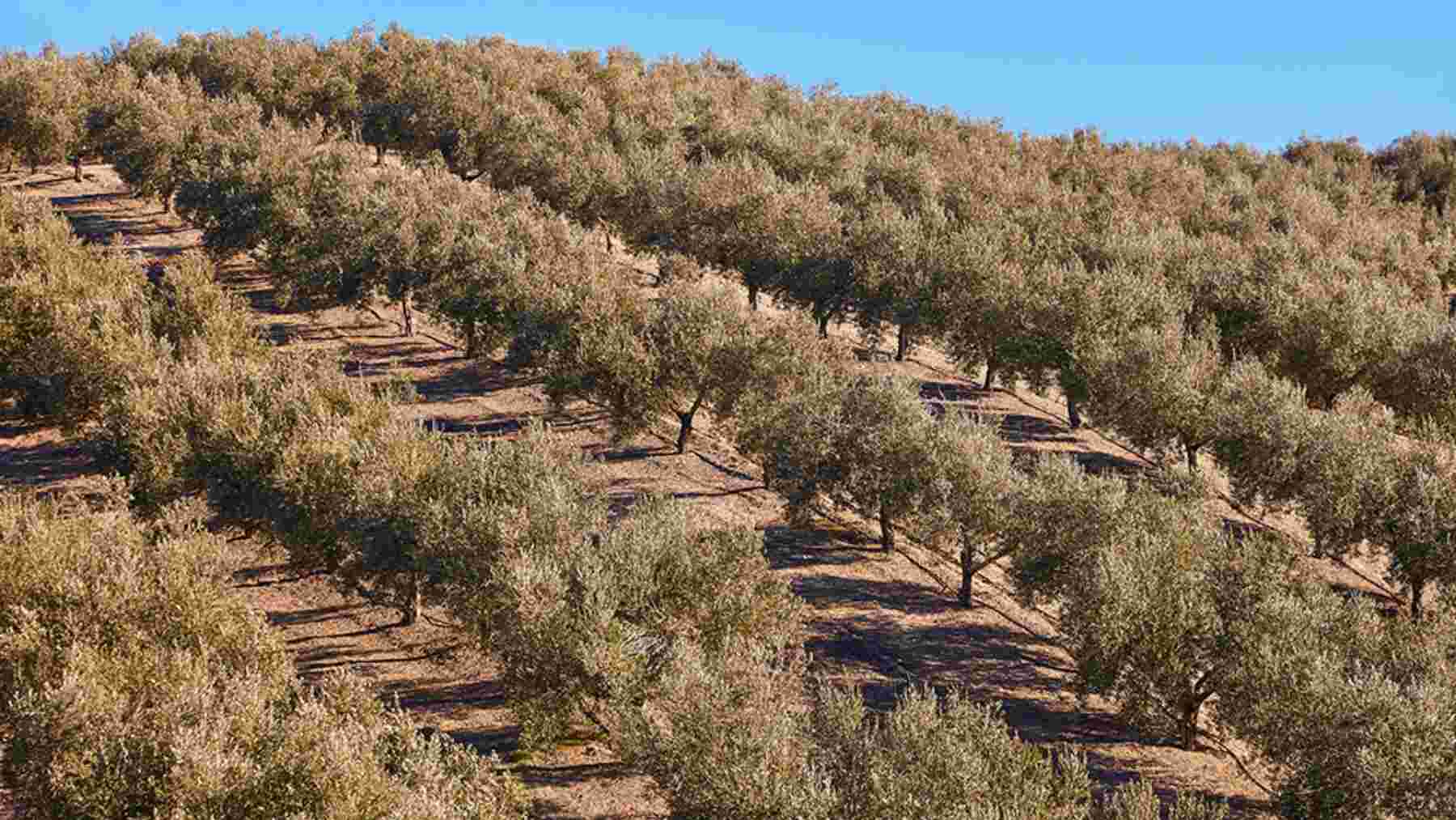 Sensores en el campo, imágenes satelitales, estaciones meteorológicas e inteligencia artificial para decidir cuándo regar: la empresa española GO Arko crea una plataforma abierta para olivares, almendros y pistachos que promete reducir la incertidumbre del agricultor y ahorrar agua con una ayuda de 452.000 euros de la UE