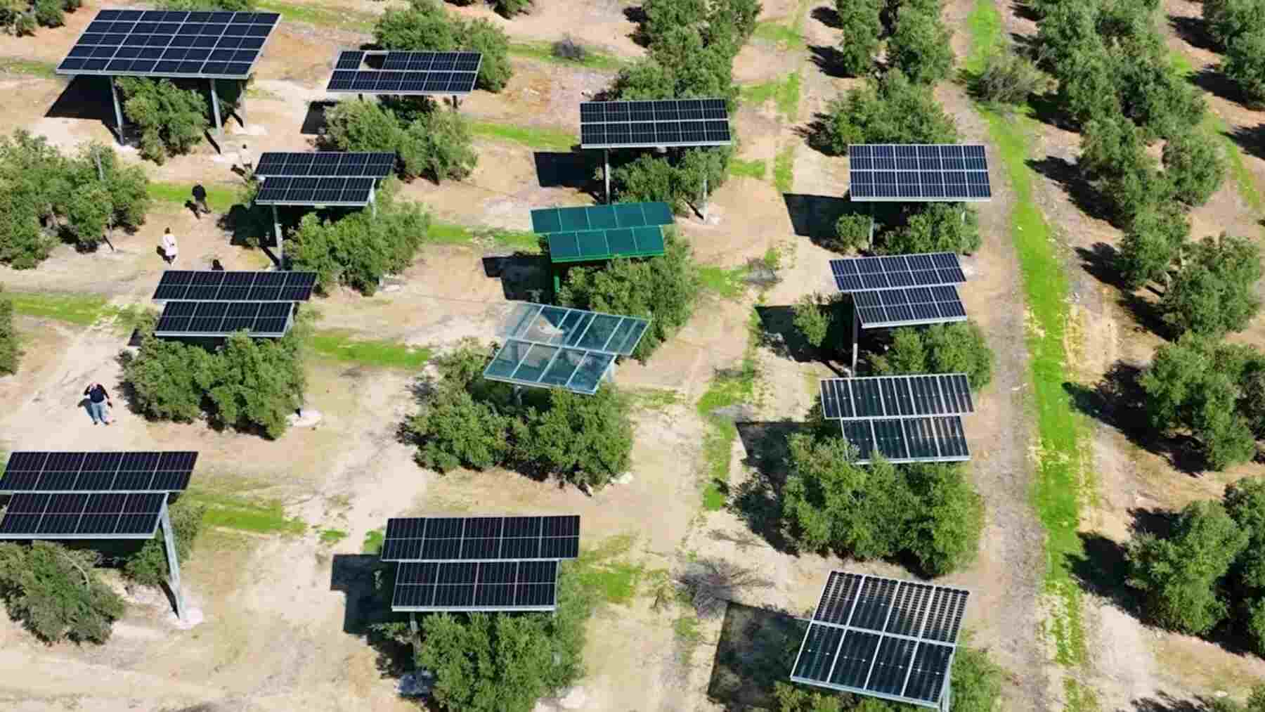 El secreto está en la altura: los olivos miden dos metros, pero la cosechadora llega a 3,5. Por eso Acesur ha subido sus 5.150 placas solares a más de cuatro metros y sigue recogiendo aceitunas debajo