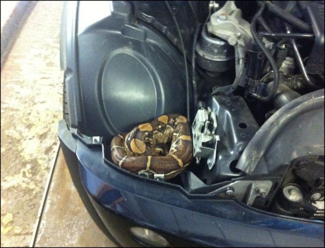 Serpiente en coche